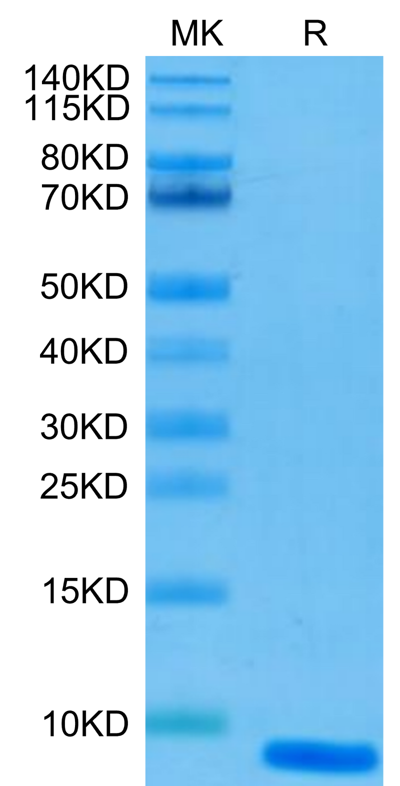 Human EGF on Tris-Bis PAGE under reduced condition. The purity is greater than 95%.