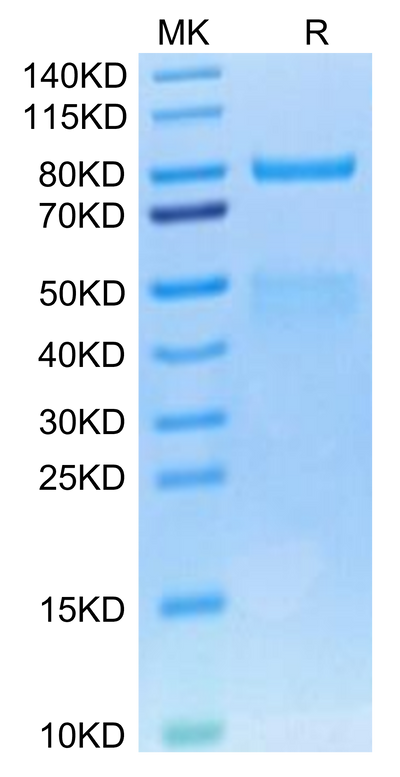 Cynomolgus HGF R on Tris-Bis PAGE under reduced condition. The purity is greater than 95%.