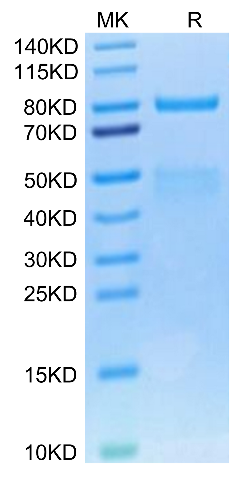 Cynomolgus HGF R on Tris-Bis PAGE under reduced condition. The purity is greater than 95%.