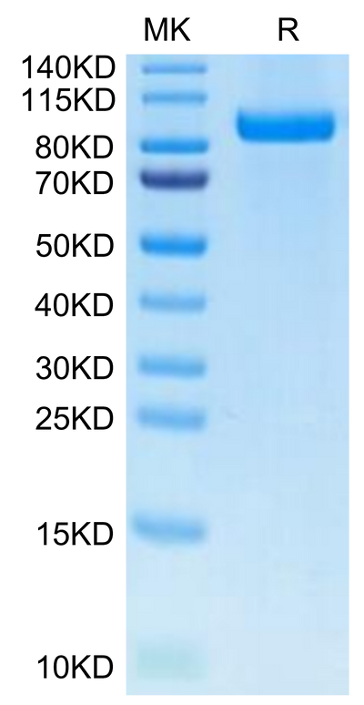 Cynomolgus/Rhesus macaque Her3 on Tris-Bis PAGE under reduced condition. The purity is greater than 95%.