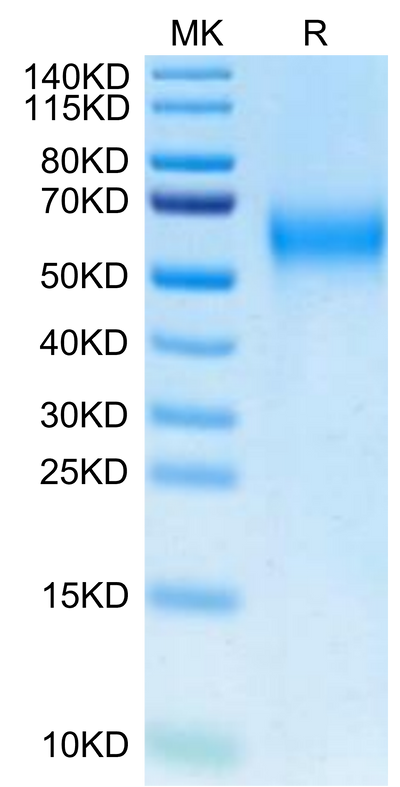 Biotinylated Cynomolgus IL-2 R gamma on Tris-Bis PAGE under reduced condition. The purity is greater than 95%.