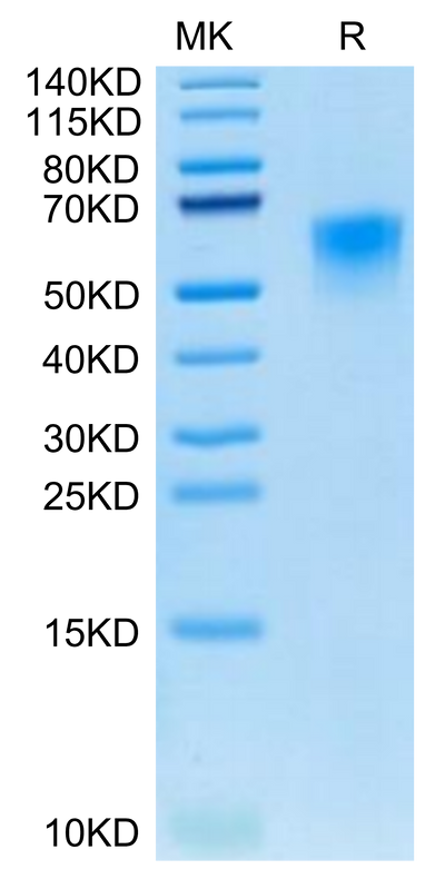 Canine CD46 on Tris-Bis PAGE under reduced condition. The purity is greater than 95%.