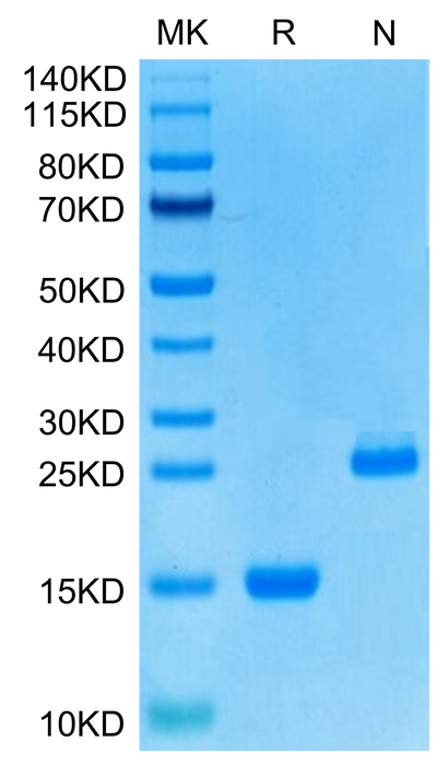 Human GDF15 on Tris-Bis PAGE under reduced (R) condition and Non reducing (N) condition. The purity is greater than 95%.