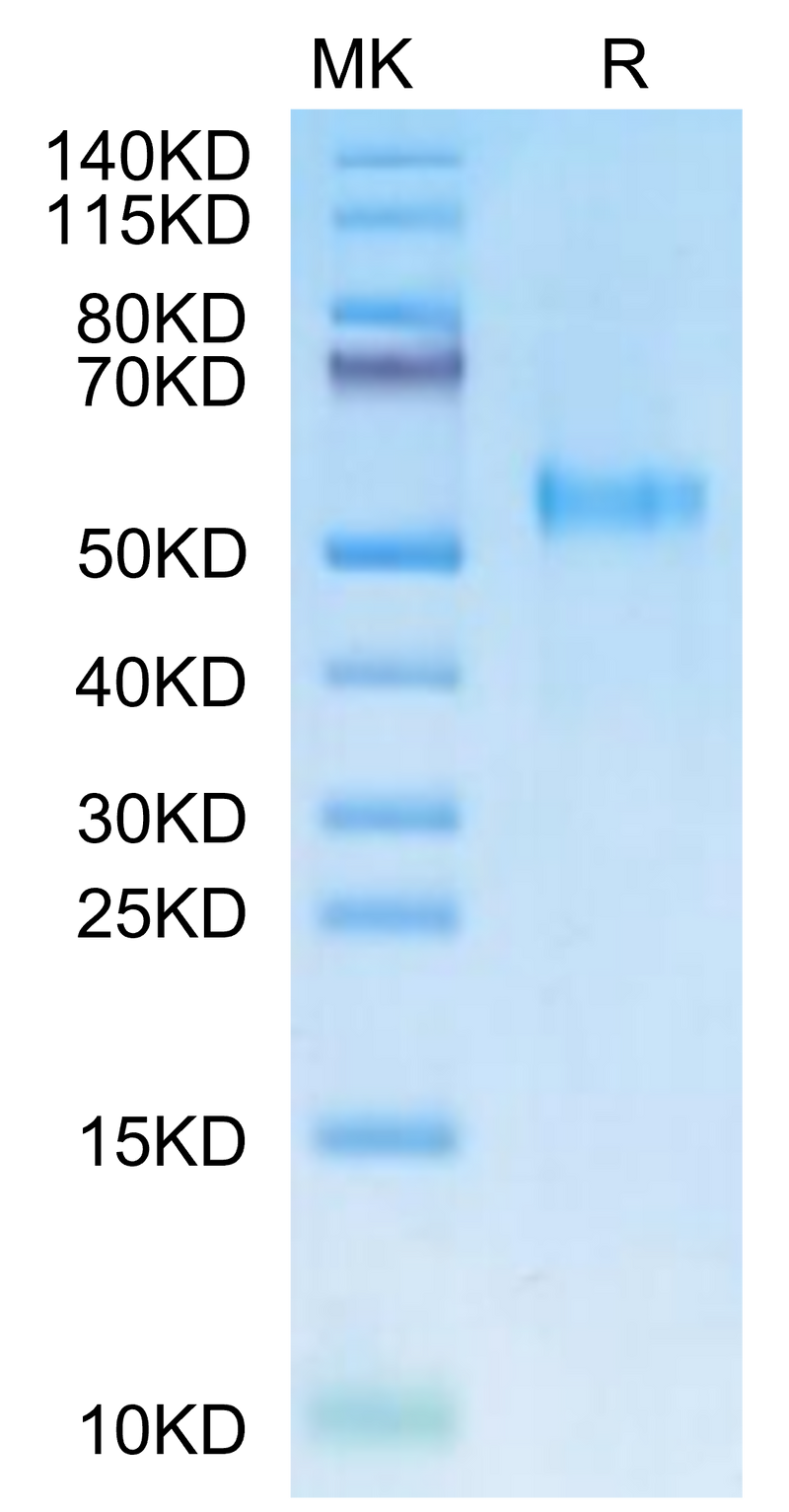 Rhesus macaque KIR3DL2 on Tris-Bis PAGE under reduced condition. The purity is greater than 95%.