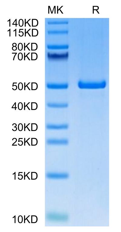 Human ILDR2 on Tris-Bis PAGE under reduced condition. The purity is greater than 95%.