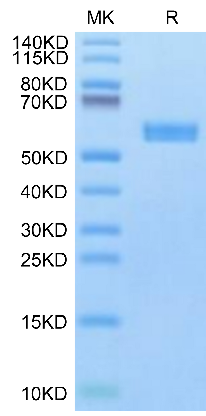 Biotinylated Human HLA-A*24:02&B2M&Survivin 2B (AYACNTSTL) Monomer on Tris-Bis PAGE under reduced condition. The purity is greater than 95%.