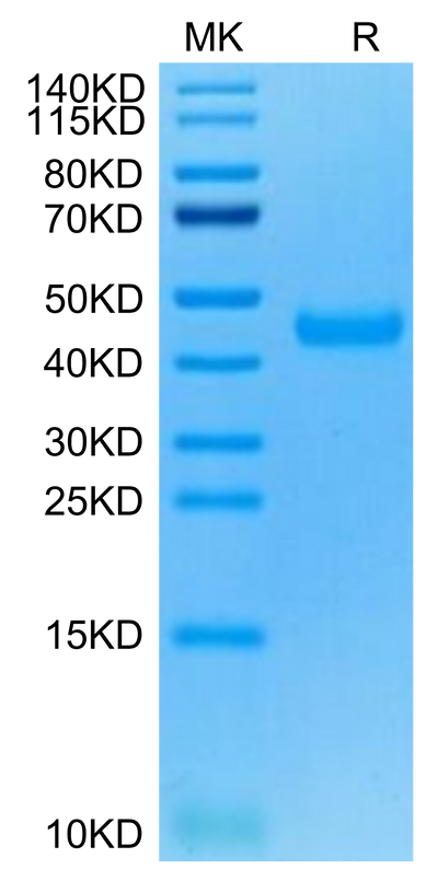 Cynomolgus Siglec-3 on Tris-Bis PAGE under reduced condition. The purity is greater than 95%.