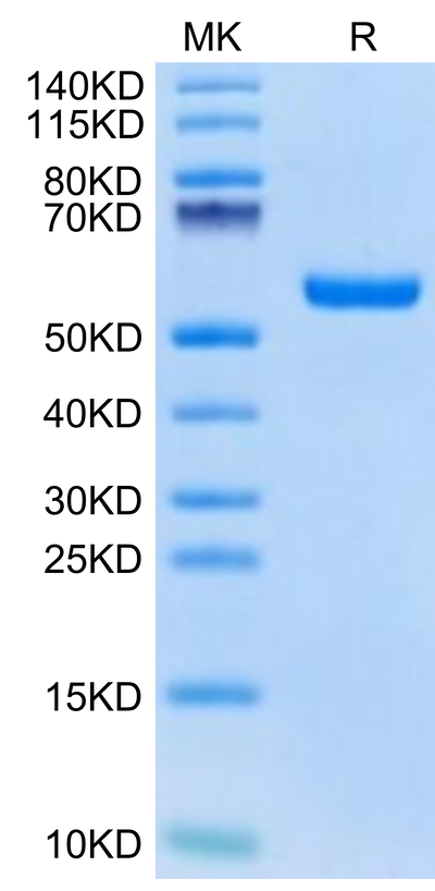 Biotinylated Human HLA-A*02:01&B2M&Survivin (LMLGEFLKL) Monomer on Tris-Bis PAGE under reduced condition. The purity is greater than 95%.