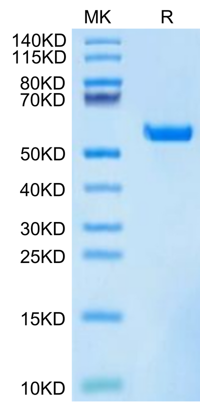 Biotinylated Human HLA-A*11:01&B2M&KRAS WT (VVVGAGGVGK) Monomer on Tris-Bis PAGE under reduced condition. The purity is greater than 95%.