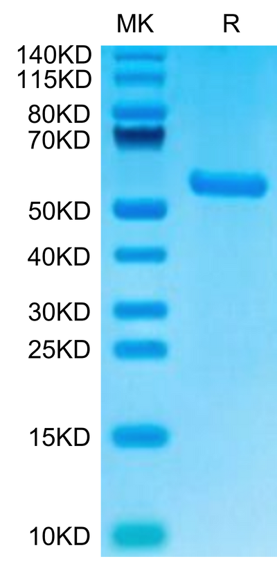 Biotinylated Human HLA-A*02:01&B2M&AFP (PLFQVPEPV) Monomer on Tris-Bis PAGE under reduced condition. The purity is greater than 95%.