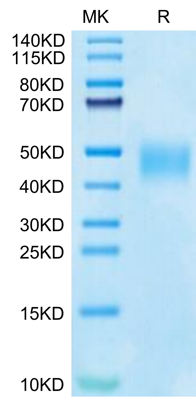 Cynomolgus SLAMF7 on Tris-Bis PAGE under reduced condition. The purity is greater than 95%.