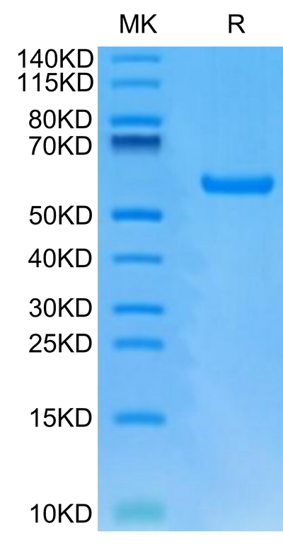 Human HLA-A*24:02&B2M&GP100 Intron 4 (VYFFLPDHL) Monomer on Tris-Bis PAGE under reduced condition. The purity is greater than 95%.