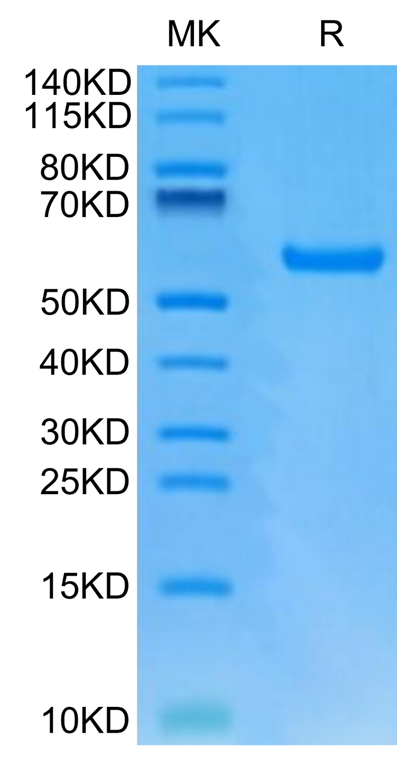 Human HLA-A*24:02&B2M&GP100 Intron 4 (VYFFLPDHL) Monomer on Tris-Bis PAGE under reduced condition. The purity is greater than 95%.