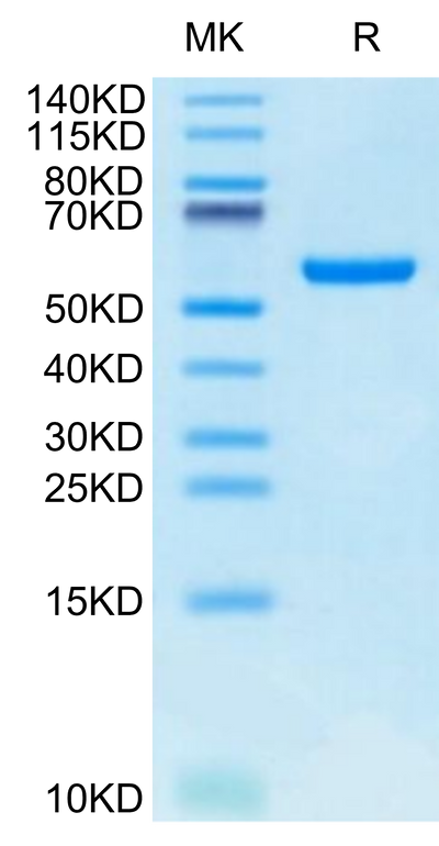 Biotinylated Human HLA-A*24:02&B2M&GP100 Intron 4 (VYFFLPDHL) Monomer on Tris-Bis PAGE under reduced condition. The purity is greater than 95%.