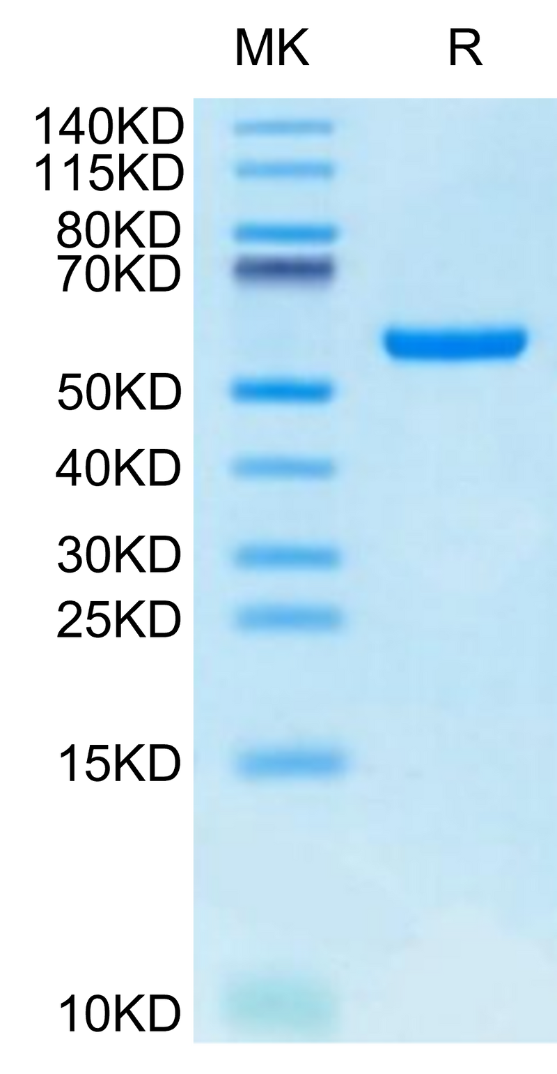 Biotinylated Human HLA-A*24:02&B2M&GP100 Intron 4 (VYFFLPDHL) Monomer on Tris-Bis PAGE under reduced condition. The purity is greater than 95%.