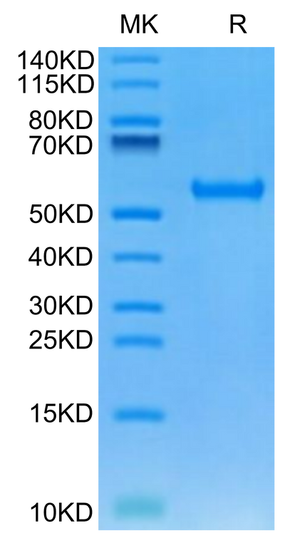 Human HLA-A*24:02&B2M&MAGE-A3 (IMPKAGLLI) Monomer on Tris-Bis PAGE under reduced condition. The purity is greater than 95%.