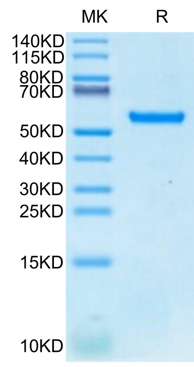 Biotinylated Human HLA-A*24:02&B2M&MAGE-A3 (IMPKAGLLI) Monomer on Tris-Bis PAGE under reduced condition. The purity is greater than 95%.