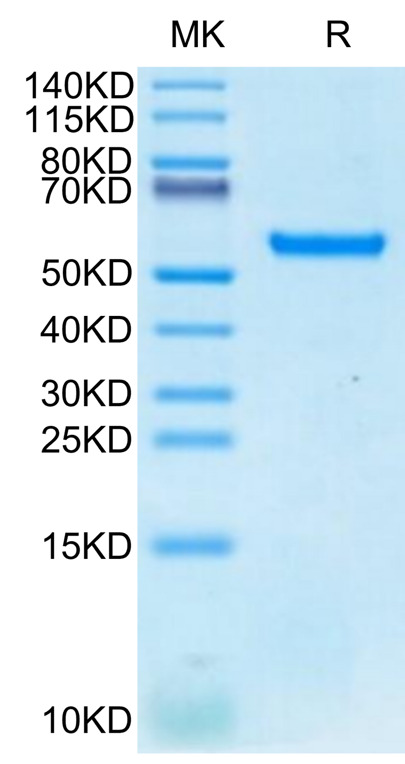 Biotinylated Human HLA-A*24:02&B2M&MAGE-A3 (IMPKAGLLI) Monomer on Tris-Bis PAGE under reduced condition. The purity is greater than 95%.