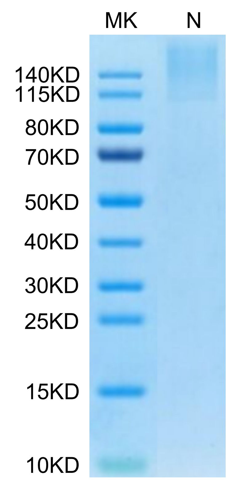 Human HLA-A*24:02&B2M&MAGE-A3 (IMPKAGLLI) Tetramer on Tris-Bis PAGE under Non reducing (N) condition. The purity is greater than 95%.