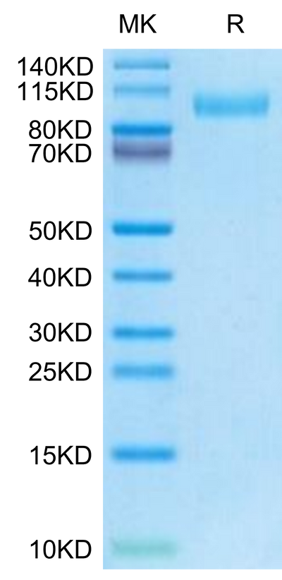 Mouse EGFR on Tris-Bis PAGE under reduced condition. The purity is greater than 95%.