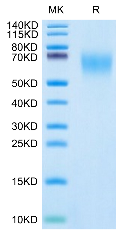 Cynomolgus CEACAM-6 on Tris-Bis PAGE under reduced condition. The purity is greater than 95%.