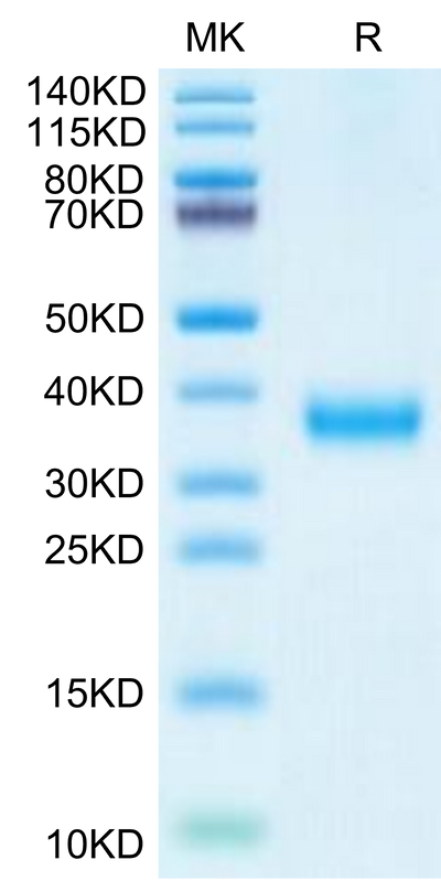 SARS-CoV-2 Spike RBD (Delta plus AY.1/AY.2) on Tris-Bis PAGE under reduced condition. The purity is greater than 95%.