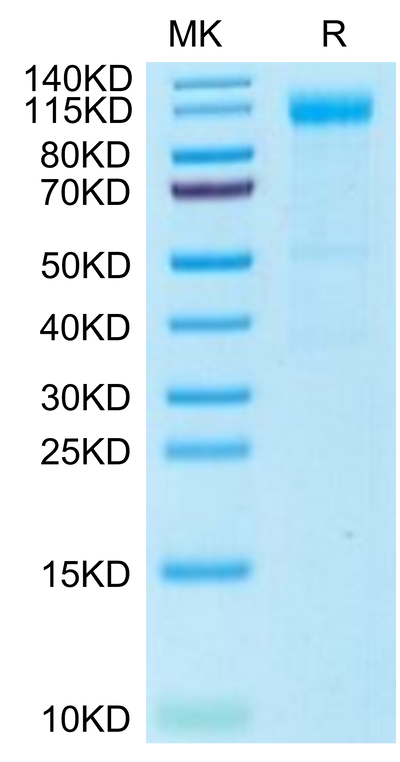 Rhesus macaque Siglec-2 on Tris-Bis PAGE under reduced condition. The purity is greater than 95%.