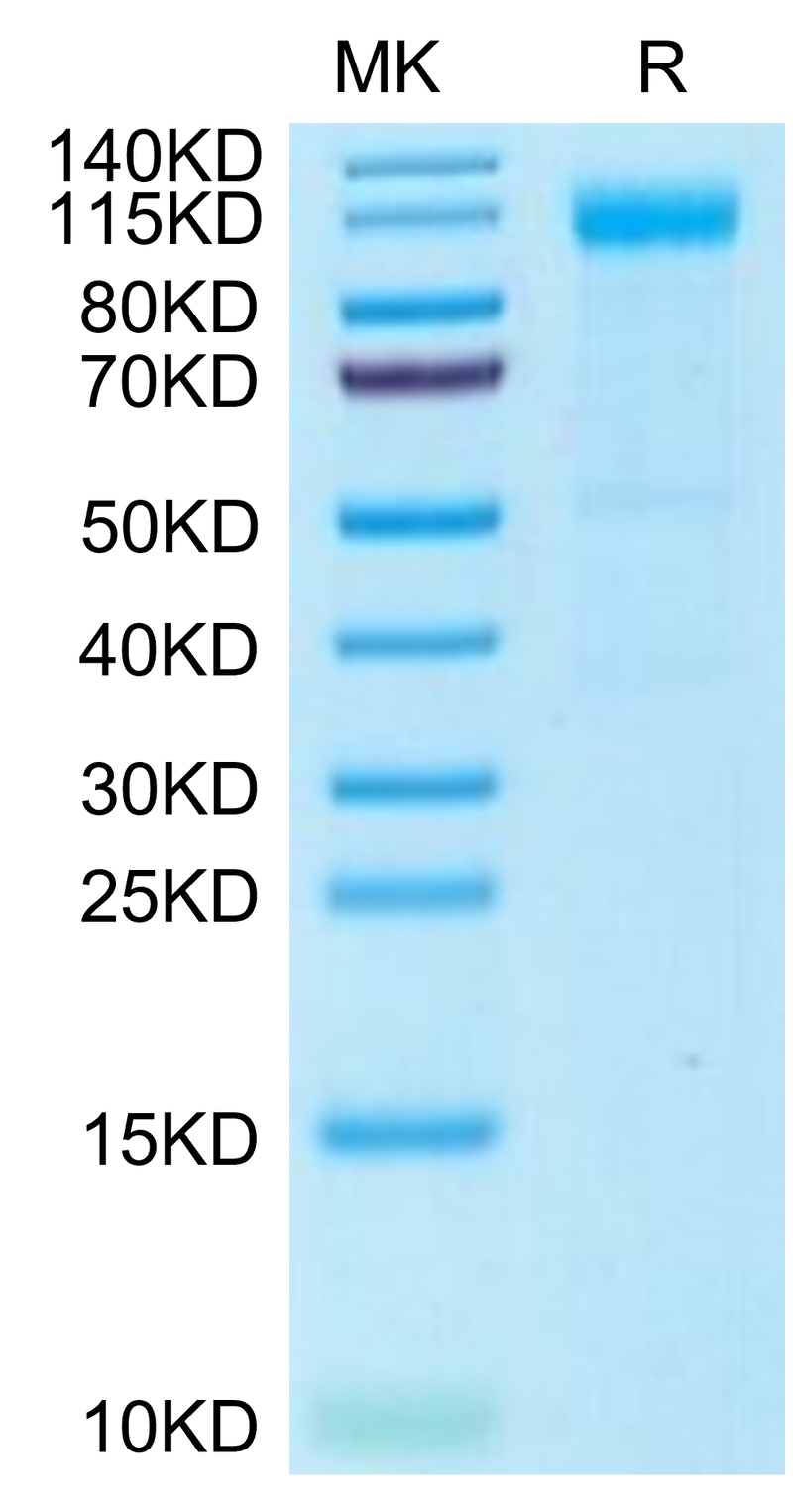 Rhesus macaque Siglec-2 on Tris-Bis PAGE under reduced condition. The purity is greater than 95%.