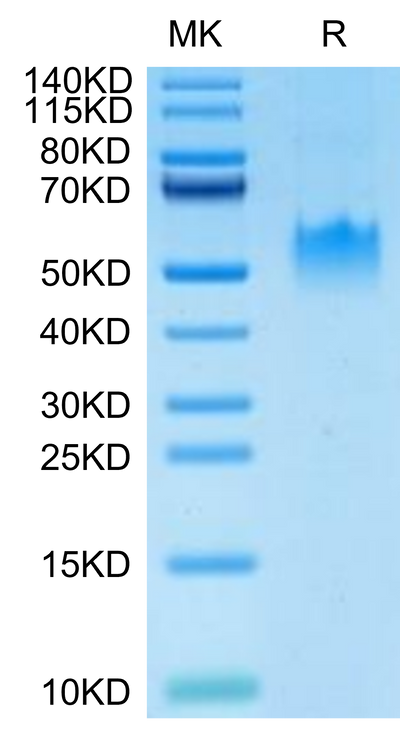 Human PVRIG on Tris-Bis PAGE under reduced condition. The purity is greater than 95%.