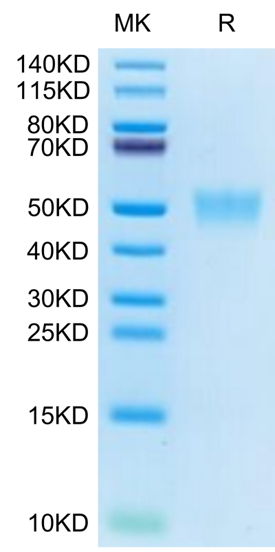 Cynomolgus CD200 on Tris-Bis PAGE under reduced condition. The purity is greater than 95%.