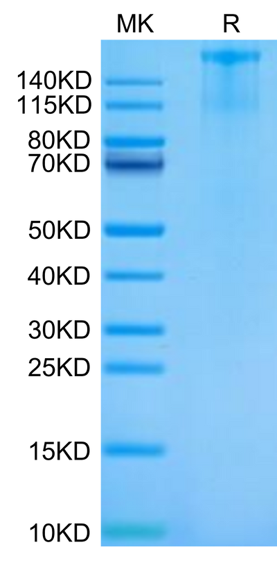 Cynomolgus FLT3 on Tris-Bis PAGE under reduced condition. The purity is greater than 95%.