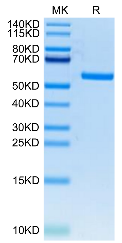 FITC-Labeled Human HLA-A*11:01&B2M&KRAS WT (VVVGAGGVGK) Monomer on Tris-Bis PAGE under reduced condition. The purity is greater than 95%.