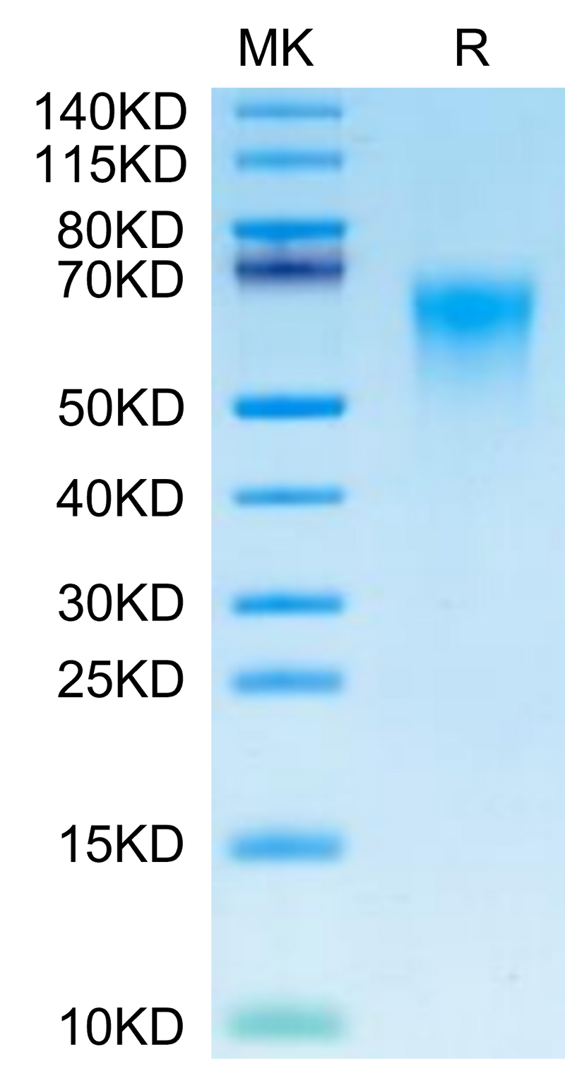 Cynomolgus CD46 on Tris-Bis PAGE under reduced condition. The purity is greater than 95%.