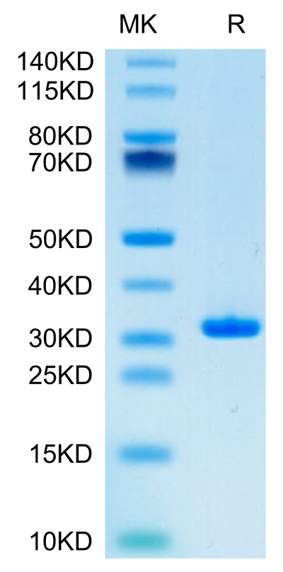 SARS-CoV-2 3CLpro (L167F) on Tris-Bis PAGE under reduced condition. The purity is greater than 95%.