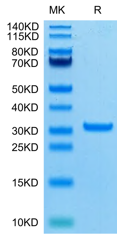 SARS-CoV-2 3CLpro (A191T) on Tris-Bis PAGE under reduced condition. The purity is greater than 95%.