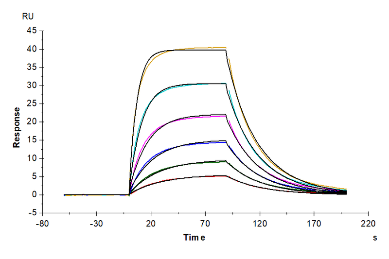 Mouse IL-2 R alpha, His Tag immobilized on CM5 Chip can bind Mouse IL-2, His Tag with an affinity constant of 30.49 nM as determined in SPR assay (Biacore T200).