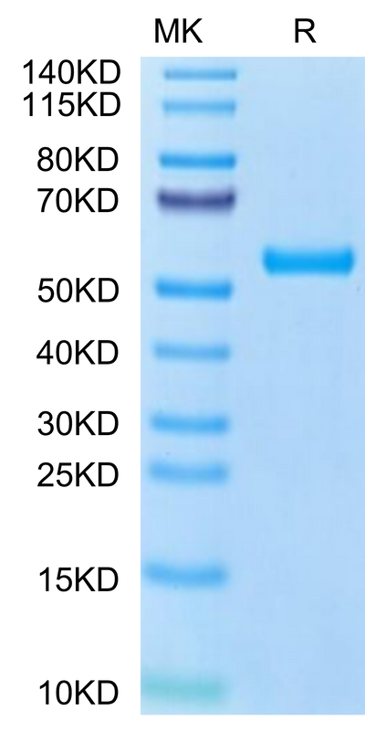 Human HLA-A*02:01&B2M&MART-1 (ELAGIGILTV) Monomer on Tris-Bis PAGE under reduced condition. The purity is greater than 95%.