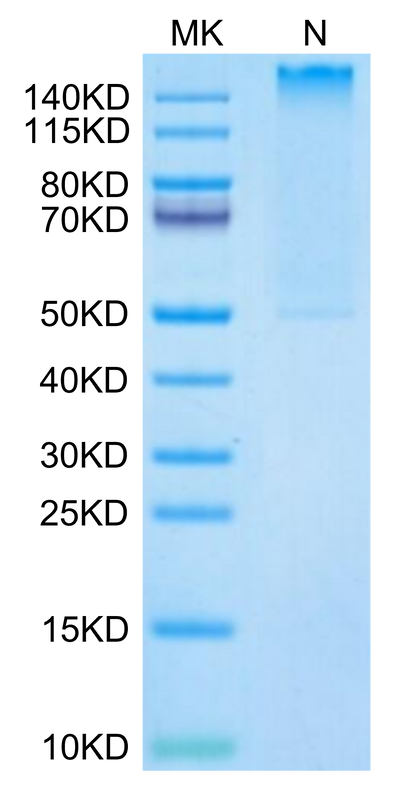 Human HLA-A*02:01&B2M&MART-1 (ELAGIGILTV) Tetramer on Tris-Bis PAGE under Non reducing (N) condition. The purity is greater than 95%.