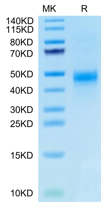 Biotinylated Human CTGF on Tris-Bis PAGE under reduced condition. The purity is greater than 95%.