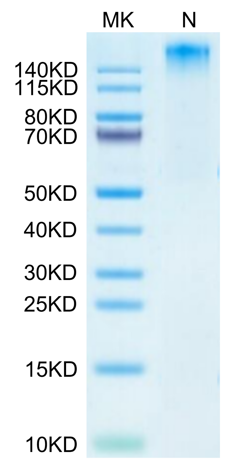 Human HLA-A*02:01&B2M&HPV 16 E6 (KLPQLCTEL) Tetramer on Tris-Bis PAGE under Non reducing (N) condition. The purity is greater than 95%.