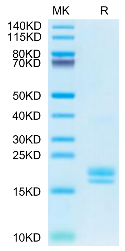 Cynomolgus TNF alpha on Tris-Bis PAGE under reduced condition. The purity is greater than 95%.