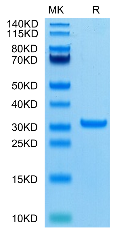 SARS-CoV-2 3CLpro (A191V) on Tris-Bis PAGE under reduced condition. The purity is greater than 95%.