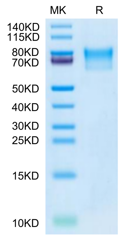 Varicella-zoster virus (strain Oka vaccine) Envelope glycoprotein E on Tris-Bis PAGE under reduced condition. The purity is greater than 95%.