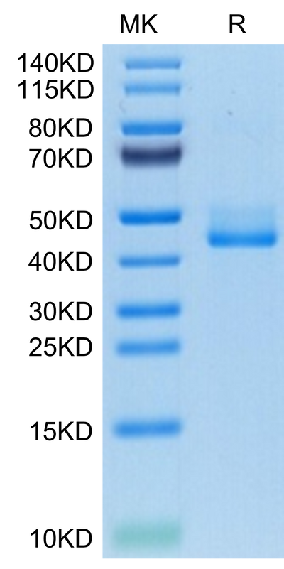 Human BAFFR on Tris-Bis PAGE under reduced condition. The purity is greater than 95%.