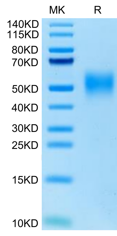 Cynomolgus/Rhesus macaque CD47 on Tris-Bis PAGE under reduced condition. The purity is greater than 95%.