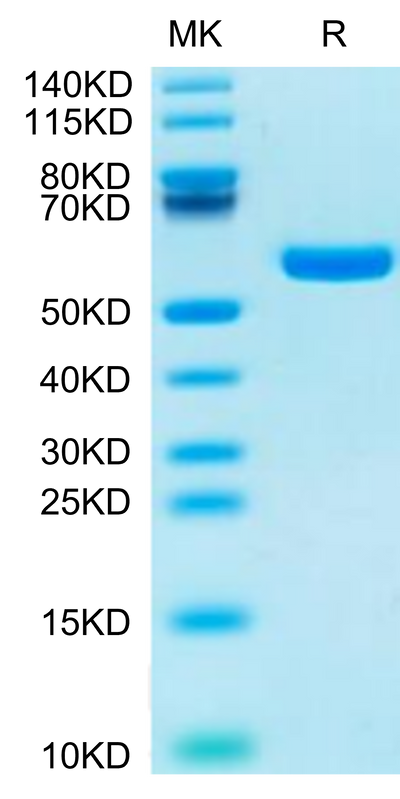 Human HLA-A*11:01&B2M&KRAS G12R (VVVGARGVGK) Monomer on Tris-Bis PAGE under reduced condition. The purity is greater than 95%.