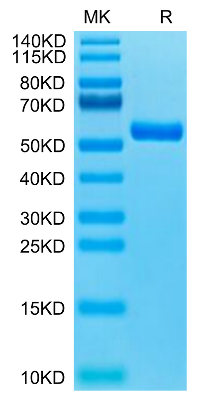 Biotinylated Human HLA-A*11:01&B2M&KRAS G12R (VVVGARGVGK) Monomer on Tris-Bis PAGE under reduced condition. The purity is greater than 95%.