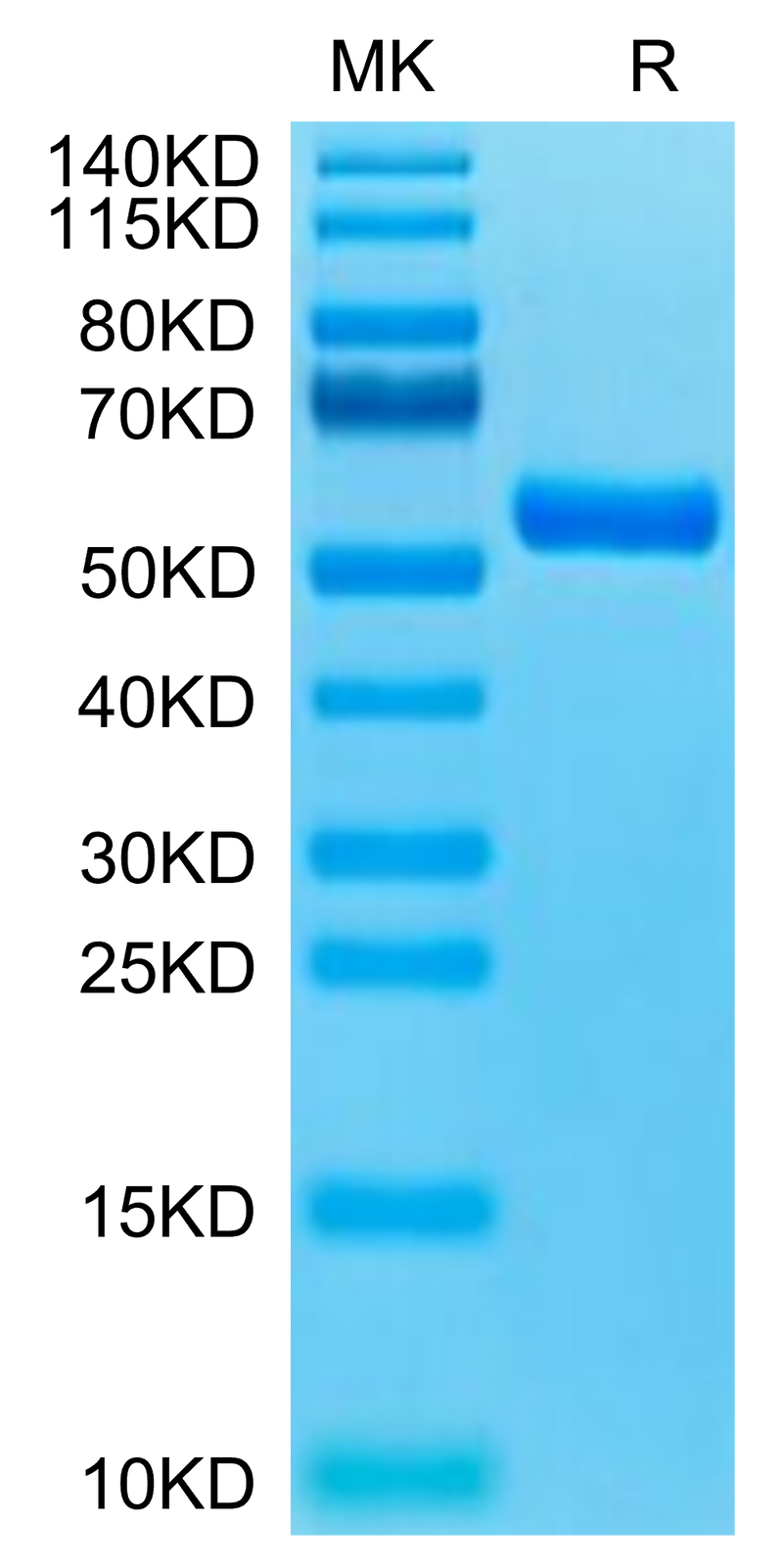 Biotinylated Human HLA-A*11:01&B2M&KRAS G12R (VVVGARGVGK) Monomer on Tris-Bis PAGE under reduced condition. The purity is greater than 95%.