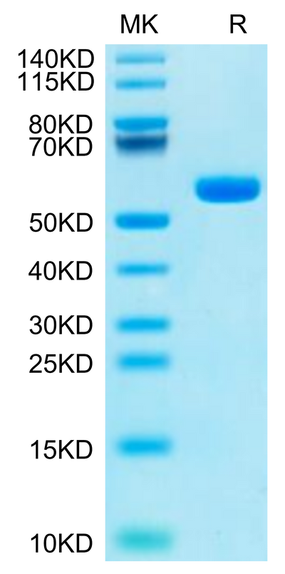 Human HLA-A*11:01&B2M&KRAS G12C (VVVGACGVGK) Monomer on Tris-Bis PAGE under reduced condition. The purity is greater than 95%.