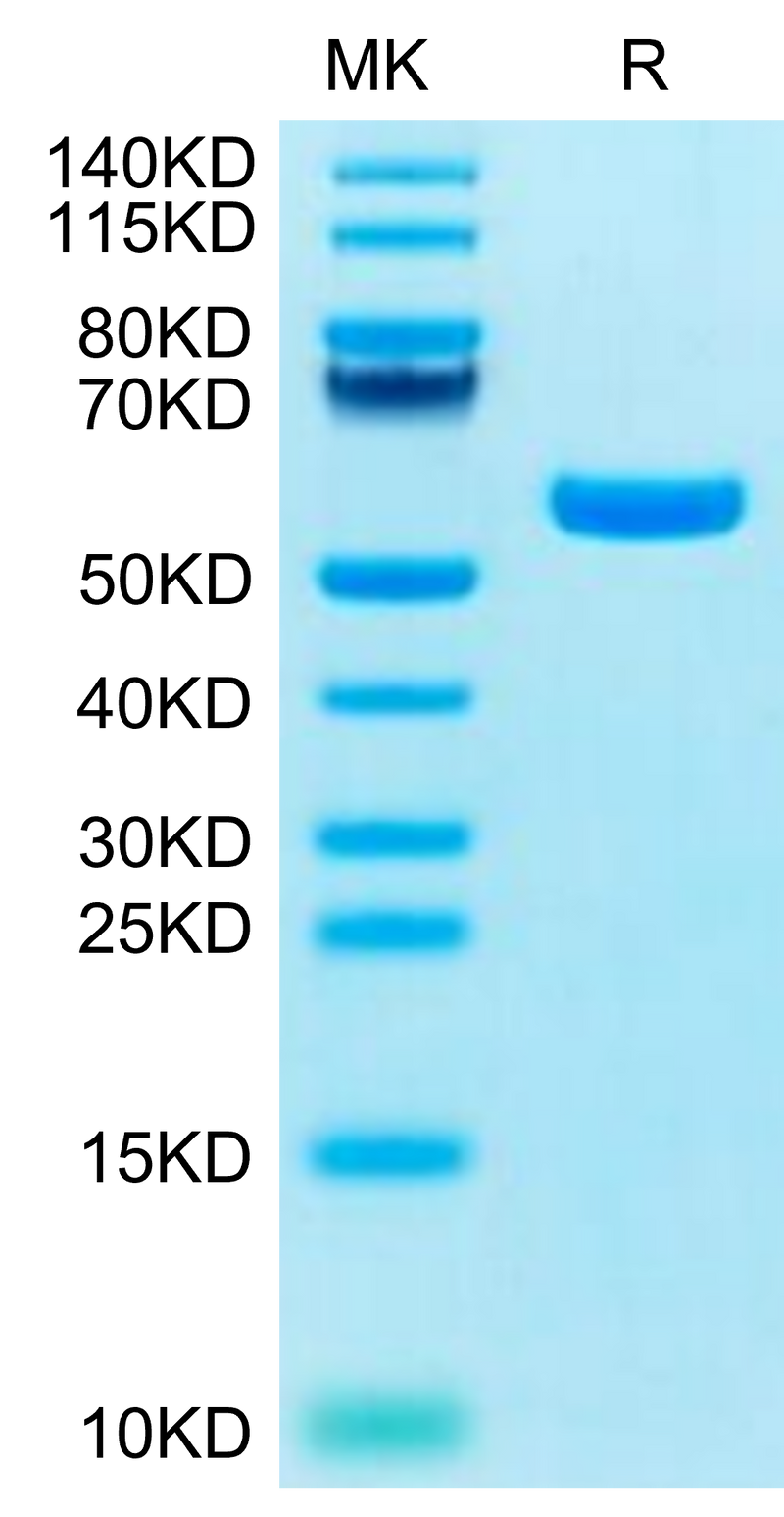 Biotinylated Human HLA-A*11:01&B2M&KRAS G12C (VVVGACGVGK) Monomer on Tris-Bis PAGE under reduced condition. The purity is greater than 95%.